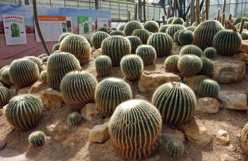Barrel cacti (Echinocactus grusonii) in the Arid House