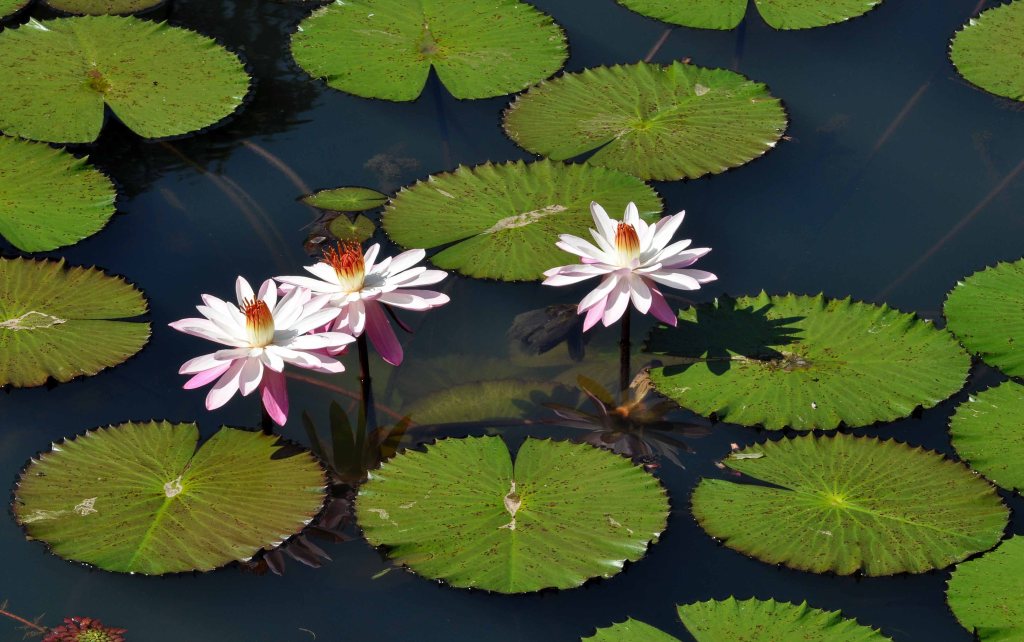 Water lilies (Nymphaea sp.)