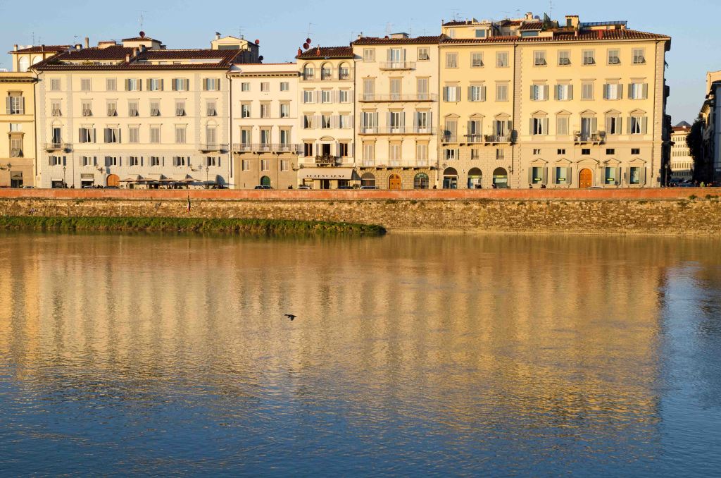 Duck flying over the River Arno, Florence