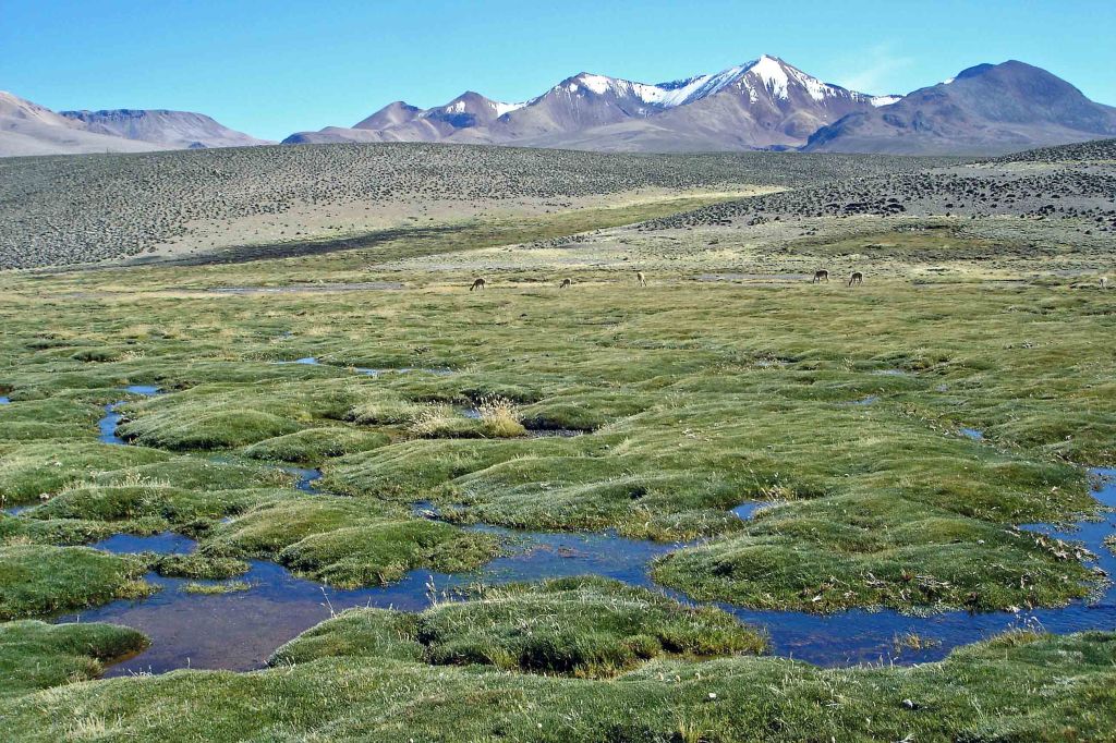 Bofedales wetlands on the altiplano in Lauca NP