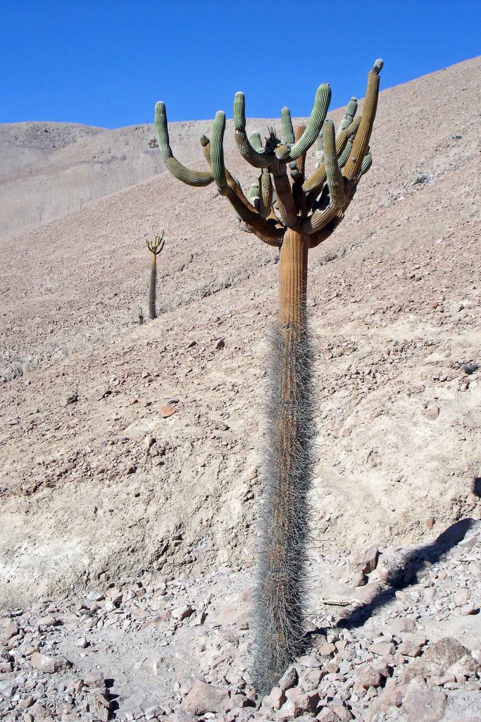 Candelabra Cactus (Browningia candelaris)