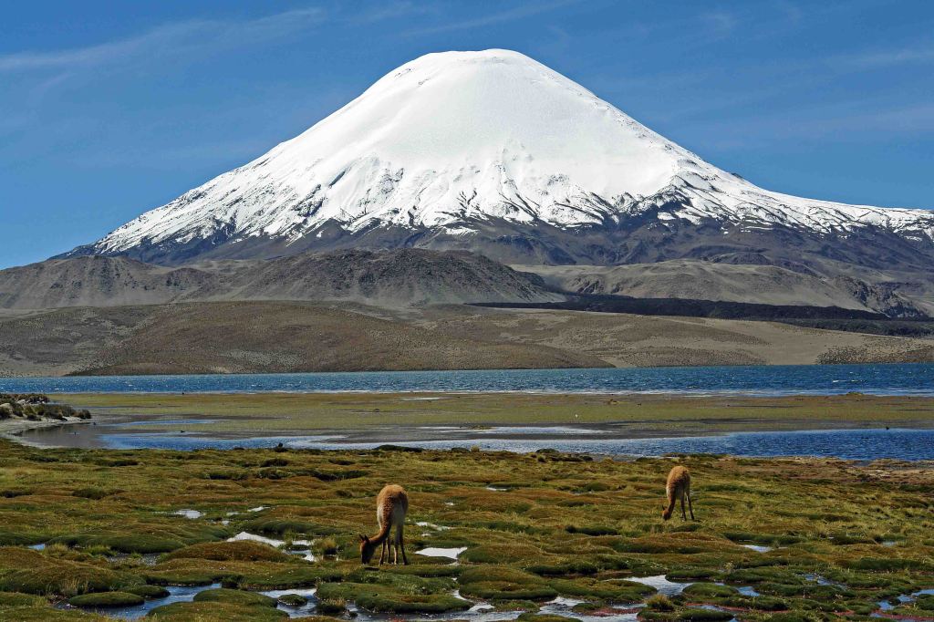 Parinacota with vicunas in foreground