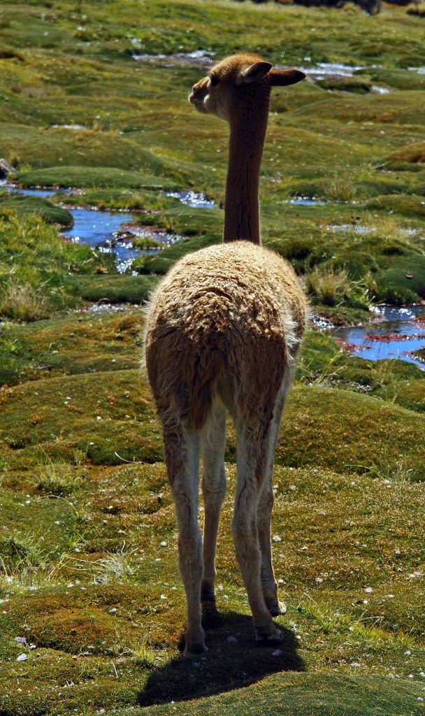 Vicuña (Vicugna vicugna) showing wool from the back