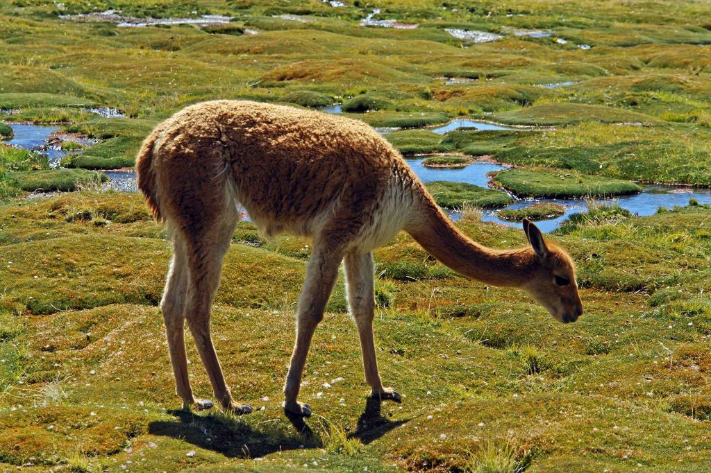 Vicuña (Vicugna vicugna)