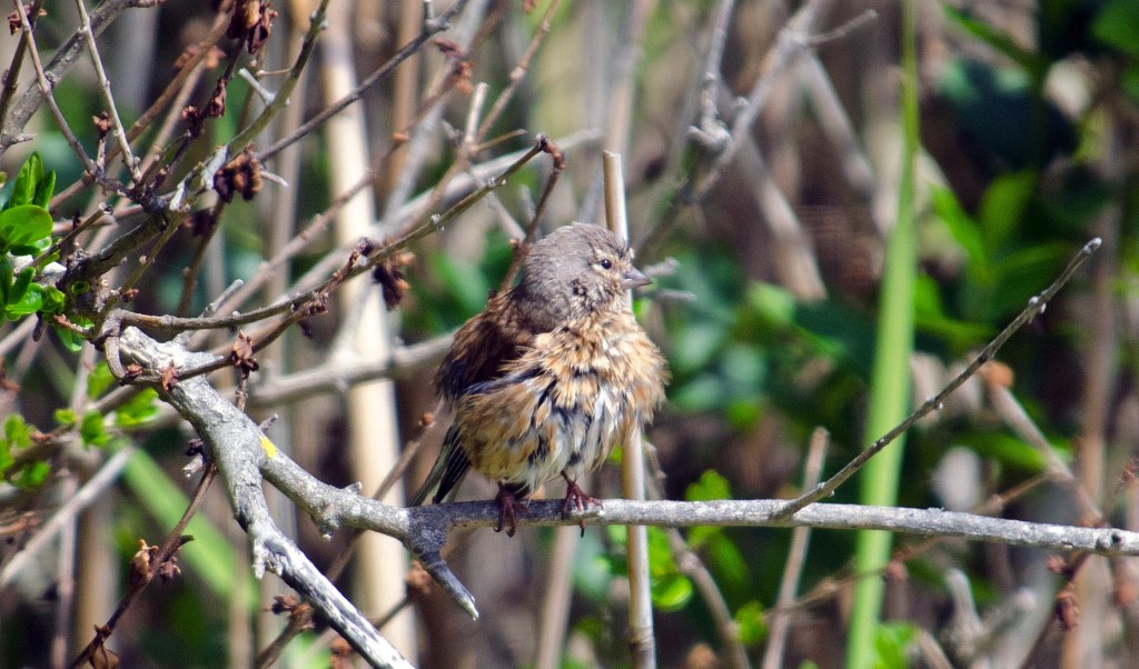 Common Linnet (Carduelis cannabina) female drying feathers