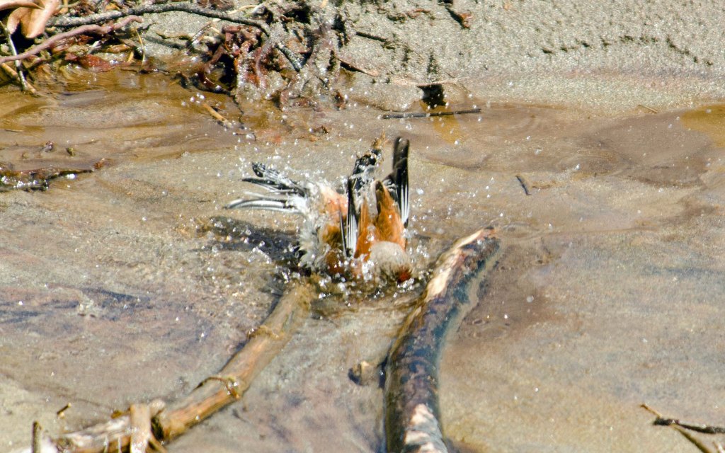  Linnet bathing