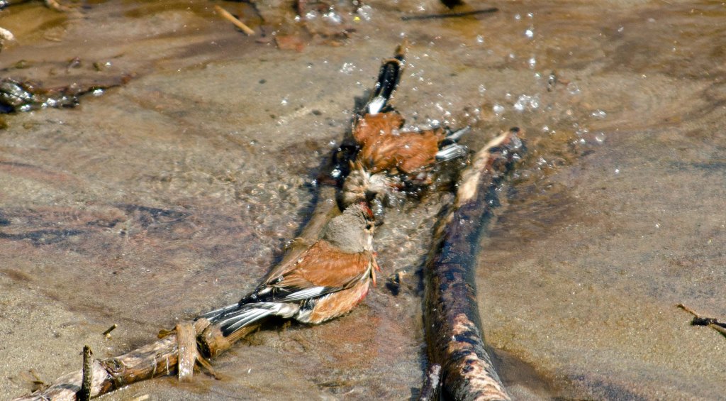  Linnets bathing