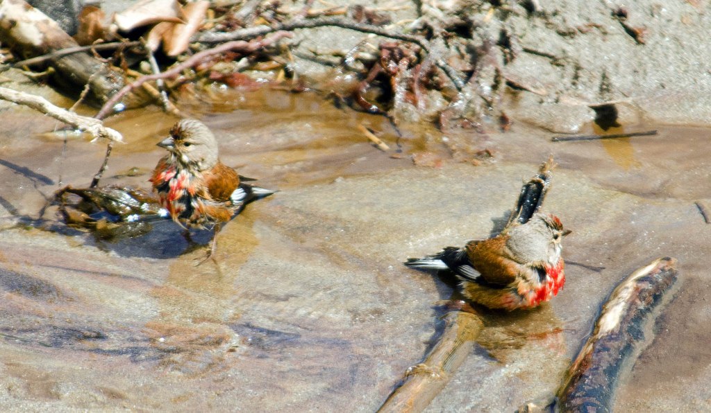 Common Linnet (Carduelis cannabina) two males with raised breased feathers
