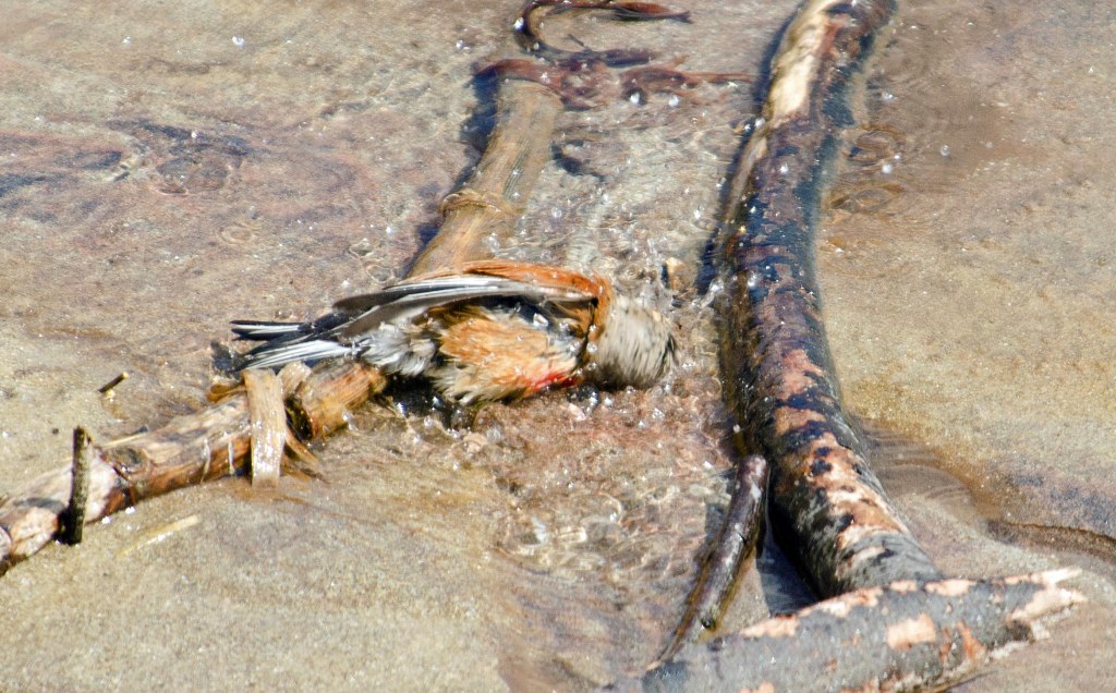 Linnet bathing