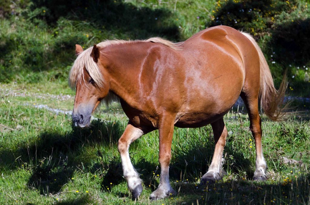 Chestnut pony with blonde mane