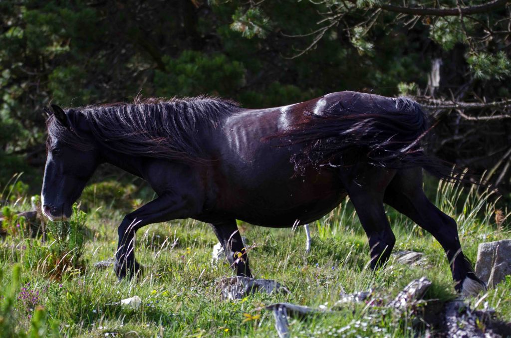 Dark, reddish-brown horse