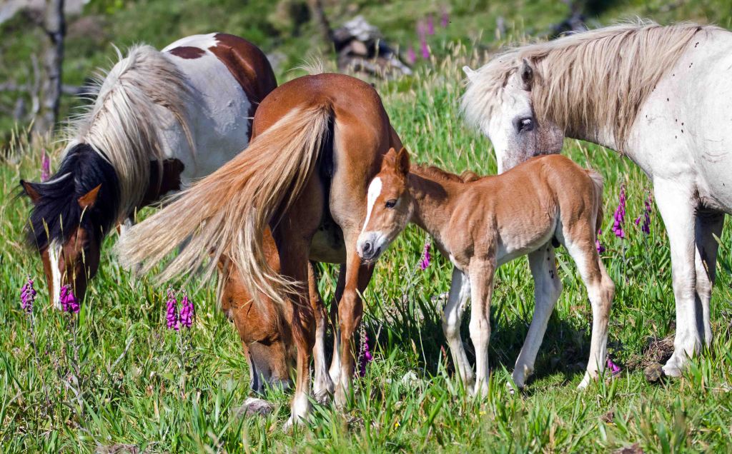 An idyllic scene of mares and foals on a Galician hillside in early June