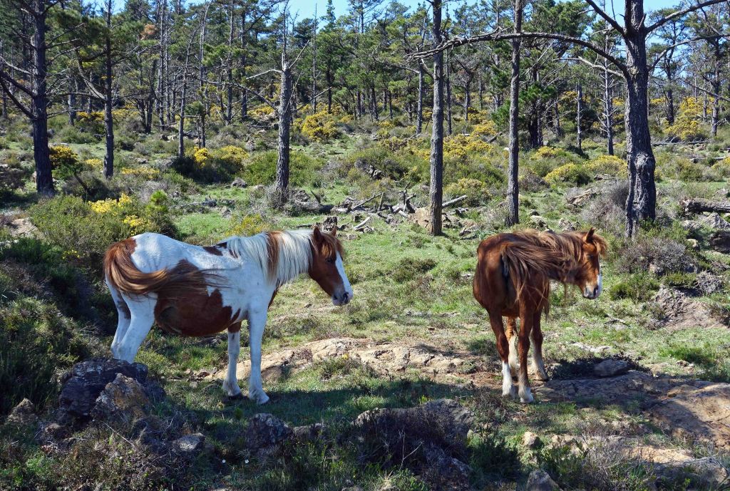 Galician ponies in their traditional habitat on Serra da Capelada, northern Galicia, Spain