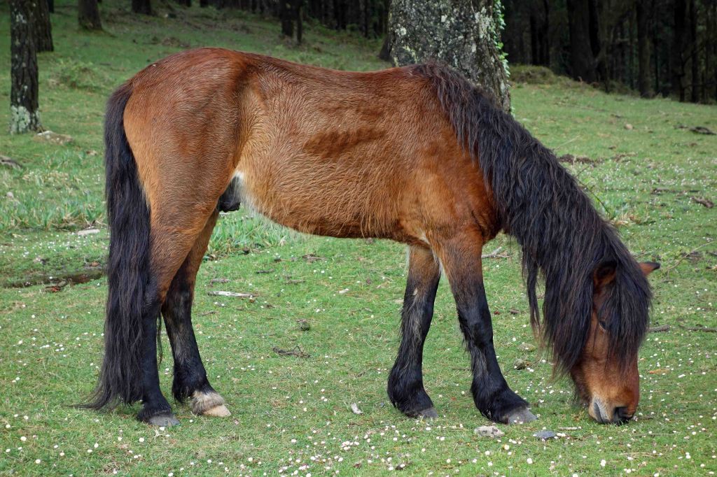 Galician pony stallion