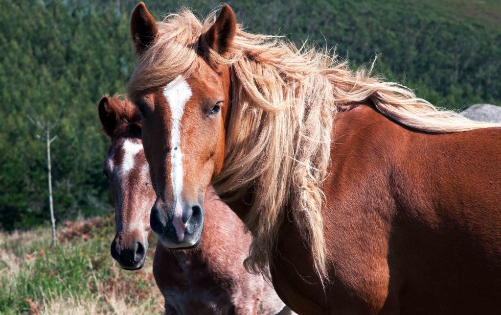 Mare with golden mane and foal