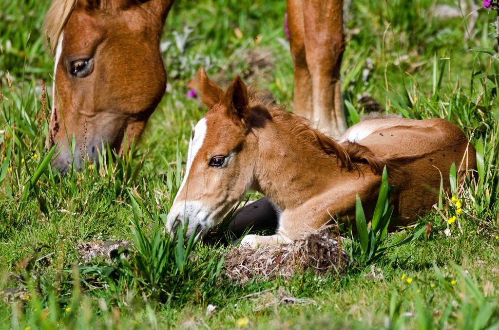 Very young foal