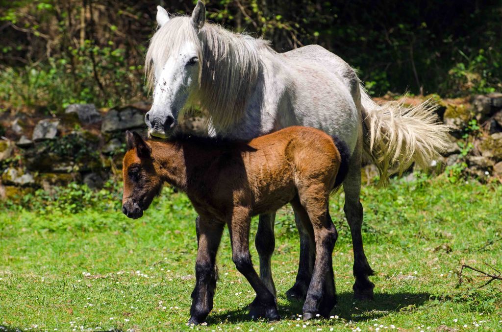 White mare and chestnut foal