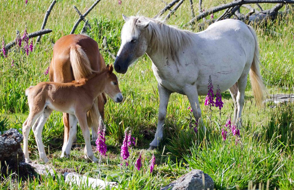The white horse was not the mother, but was very tender and caring of the foal