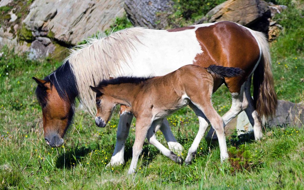 Piebald mare and foal_