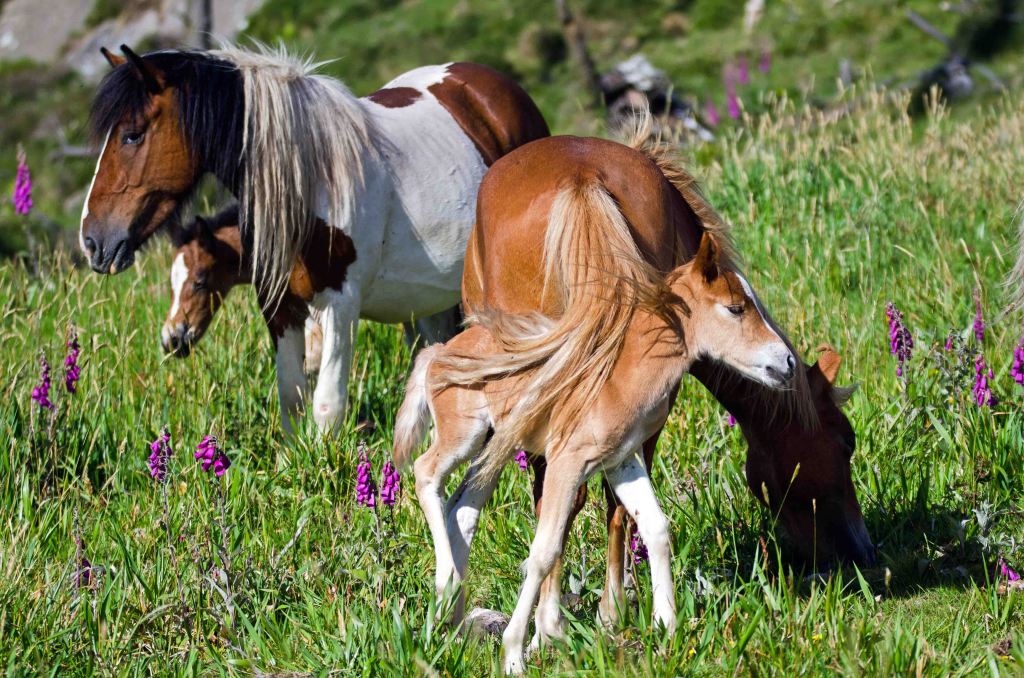 Foal brushing its mother's tail