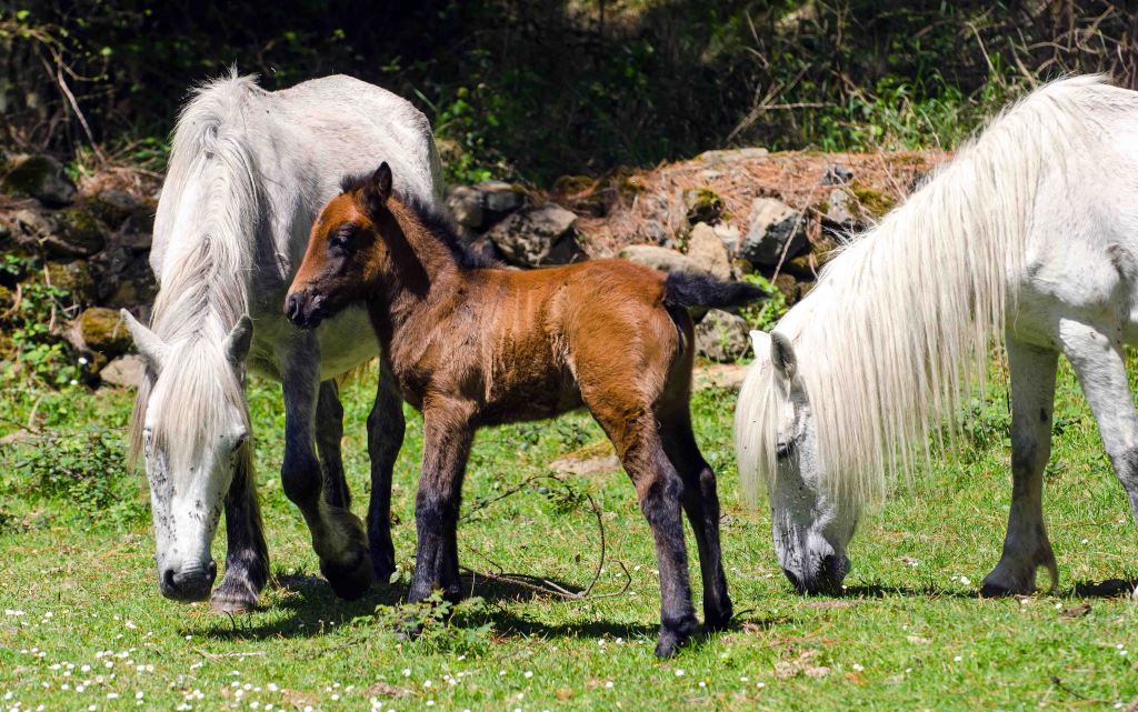 White mares with brown foal