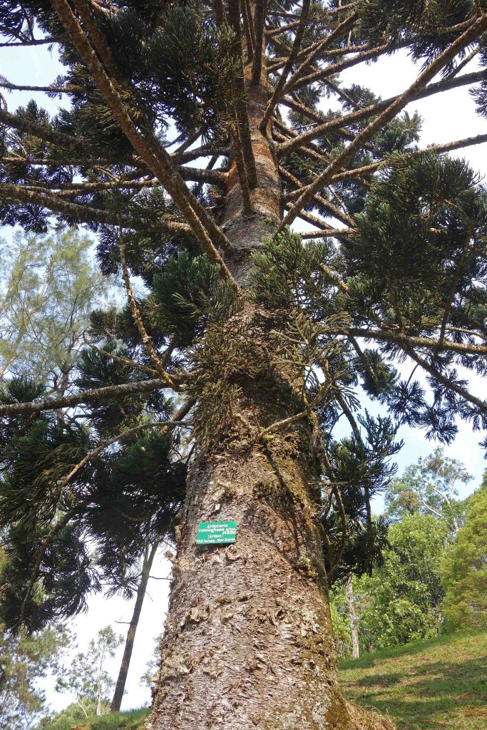 Araucaria cunninghamii var. papuana 