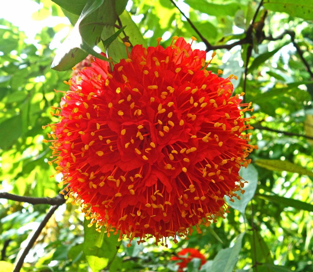 Brownea grandiceps flower ball