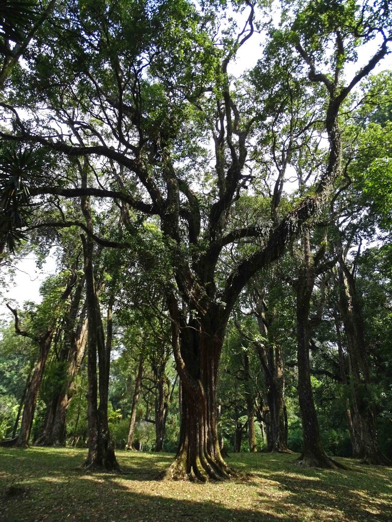 Cibodas Botanical Gardens trees