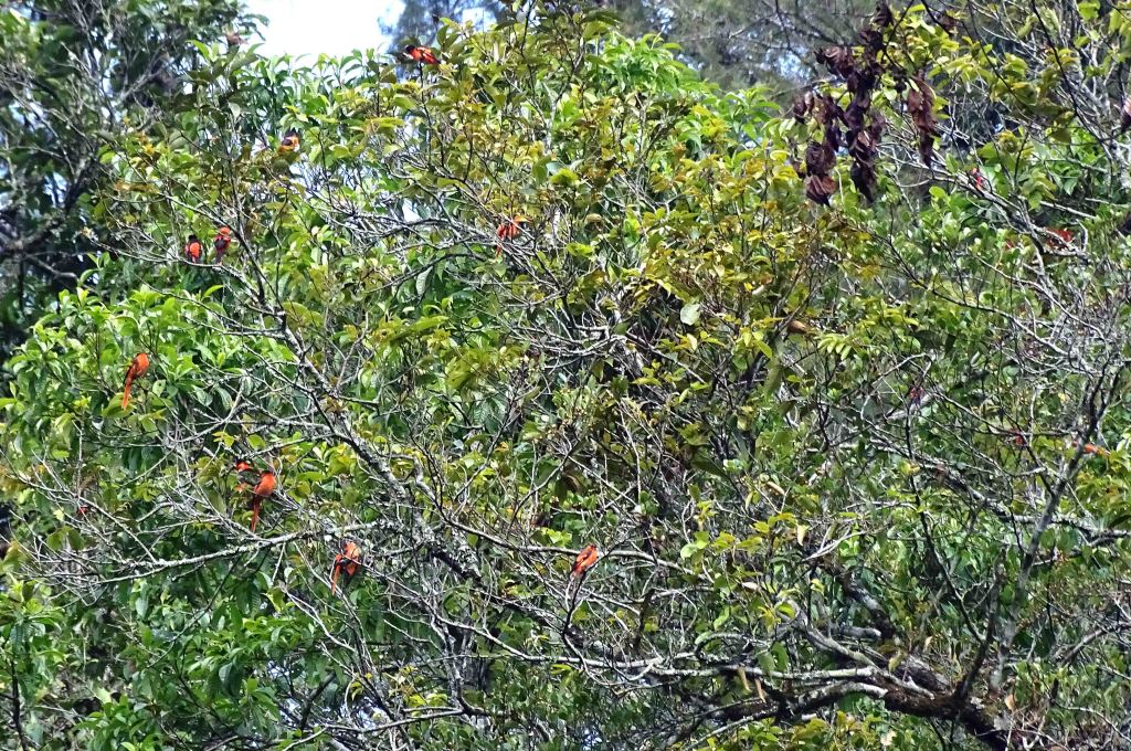 Flock of Sunda minivets (Pericrocotus miniatus) near the Blue Lake