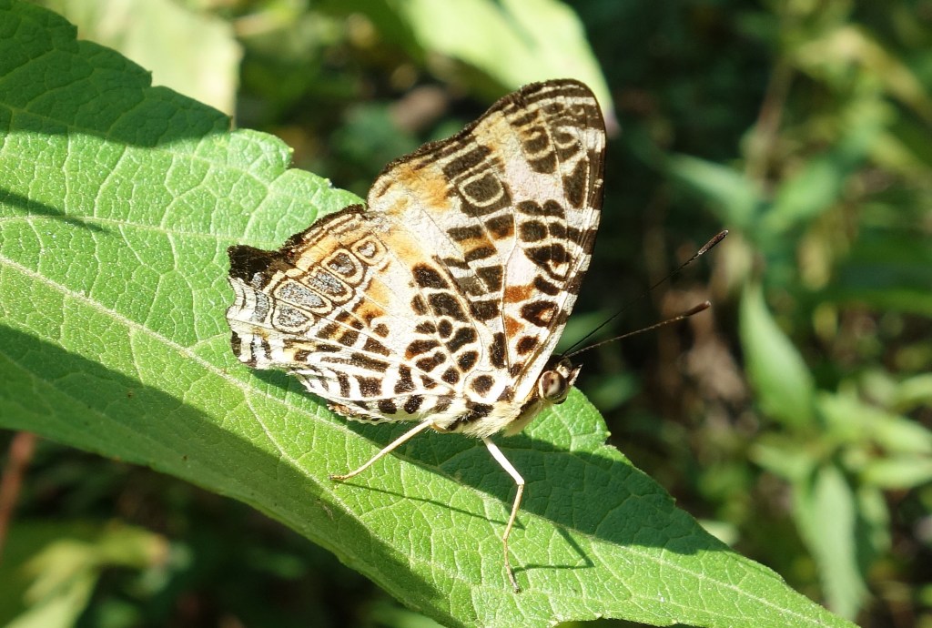 Himalayan jester (Symbrenthia hypselis) 