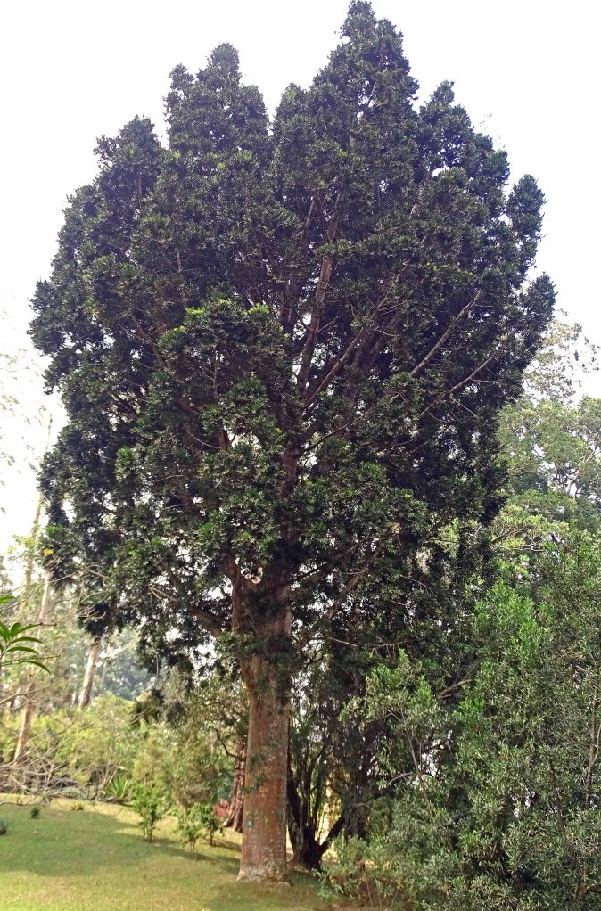 Kauri tree (Agathis australis), Cibodas Botanical Gardens
