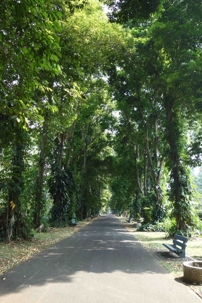 Kenari Ave, Bogor Botanical Gardens