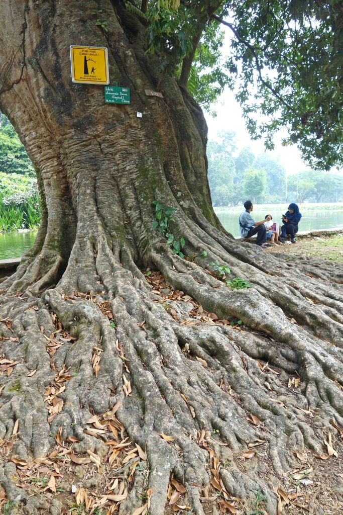 Lychee tree (Litchi chinensis) planted 1823