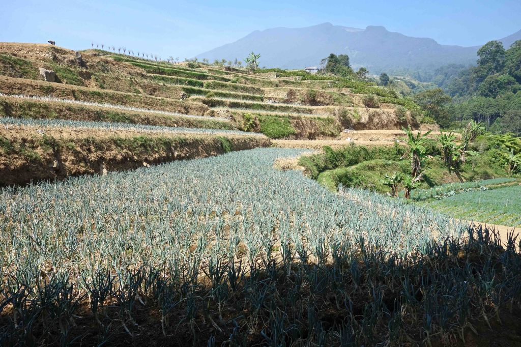 Terraces planted with onions below Gunung Gede