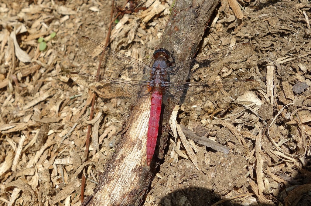 Red dragonfly (Orthetrum chrysis)
