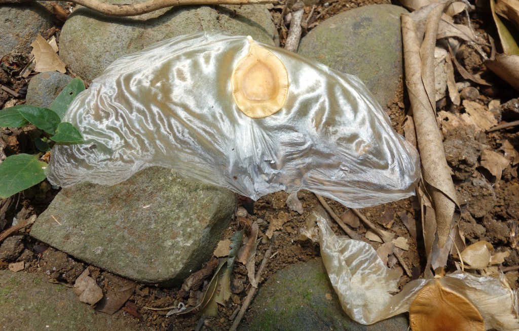 Winged seed (Alsomitra macrocarpa) of Javan cucumber vine