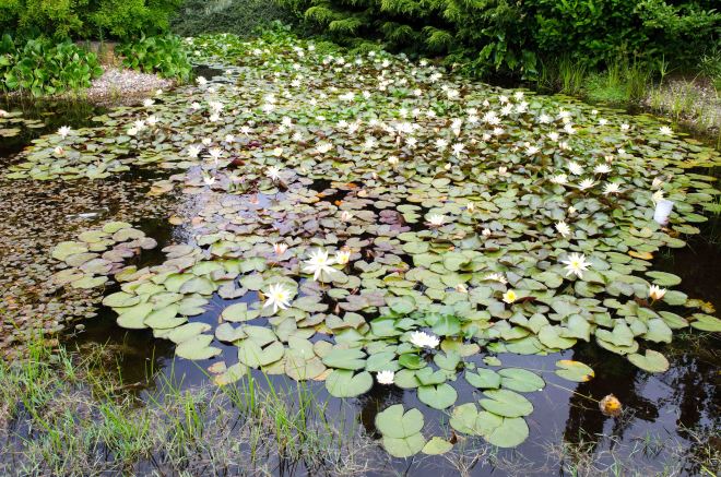 Frog pool
