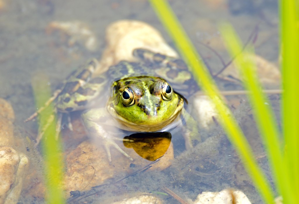 Perez's frog (Pelophylax perezi)