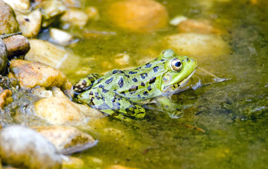 Perez's frog (Pelophylax perezi) La Coruna airport