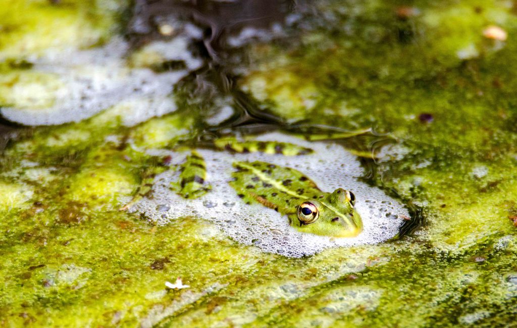 Perez's frog (Pelophylax perezi) with bubbles
