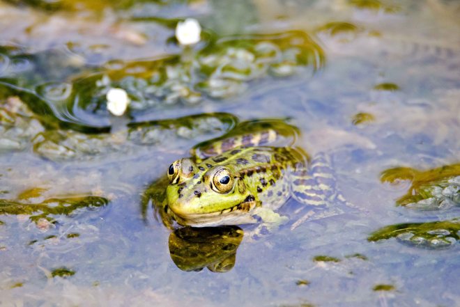 Perez's frog (Pelophylax perezi) 