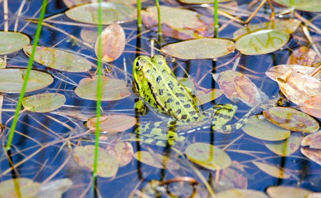 Perez's frog (Pelophylax perezi) 