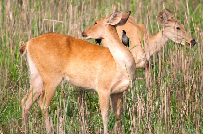 Barasingha or Swamp deer female with Jungle mynas