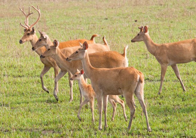 Eastern swamp deer