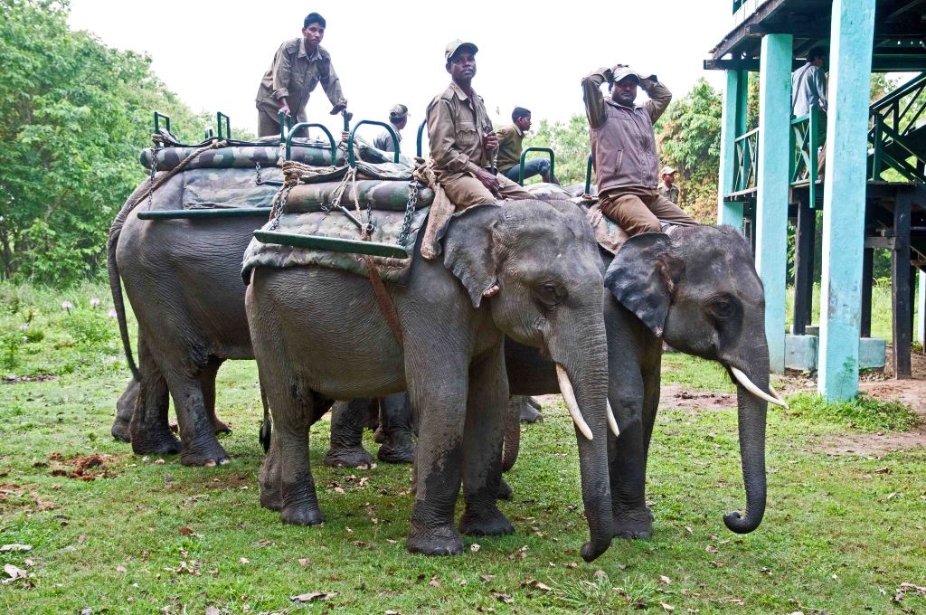 Elephants and Mahouts