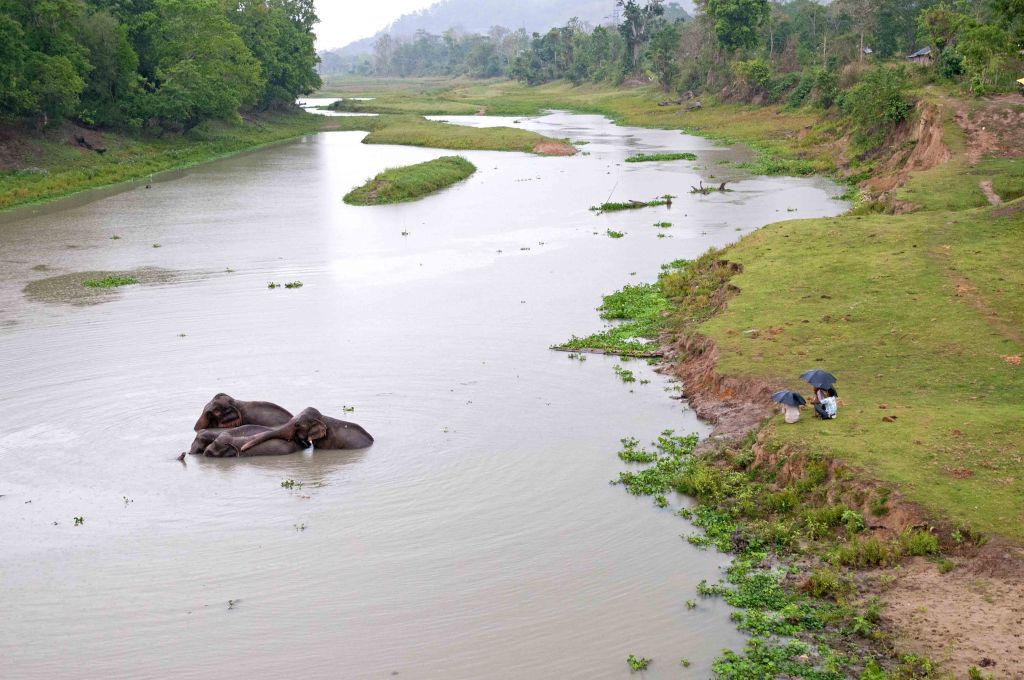 Elephants bathing in the rain