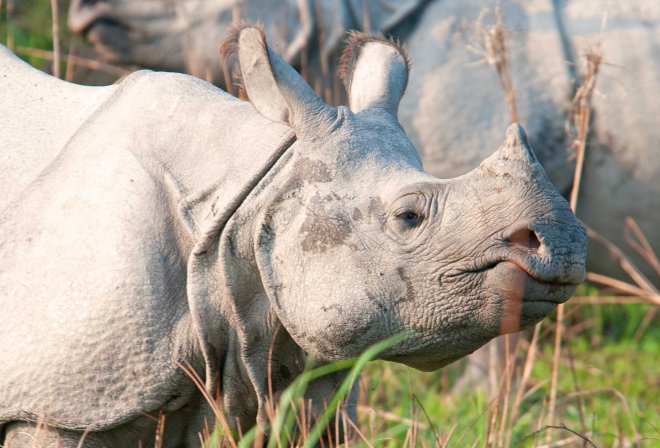 Indian rhinoceros (Rhinoceros unicornis)