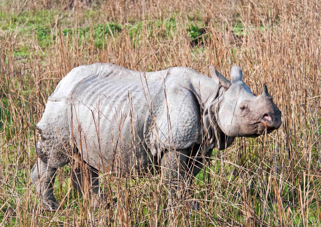 Indian rhinoceros (Rhinoceros unicornis)
