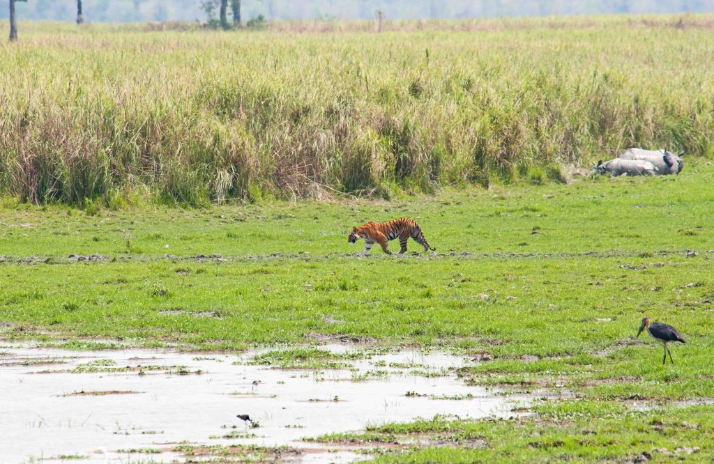 Tiger and rhinos, Kaziranga NP, Assam 