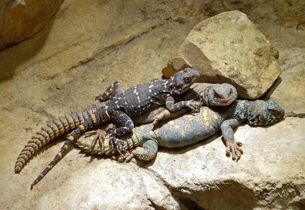 Black Agama on top of two Ornate spiny-tailed lizards